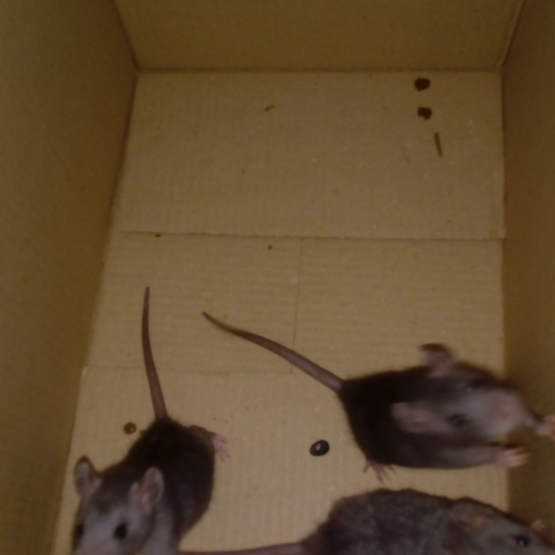 Image pour l'annonce 6 Bébés rats cherchent une famille