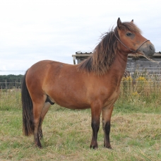 Image pour l'annonce poney type shetland