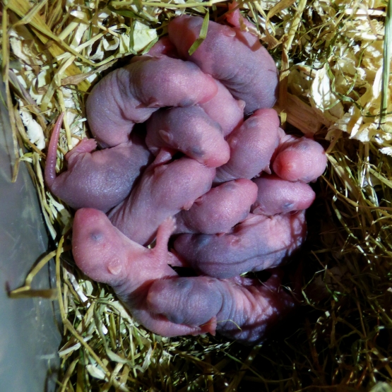 Image pour l'annonce Bébés rats à adopter !