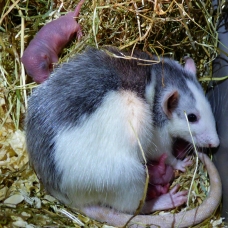 Image pour l'annonce Bébés rats à adopter !