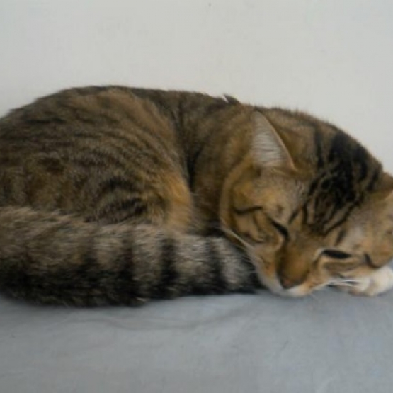 Image pour l'annonce Donne un jeune chat mâle tigré
