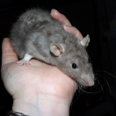 Image pour l'annonce Elevage familiale de rats domestiques pour compagnie