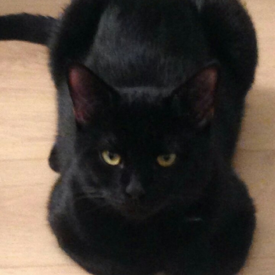Image pour l'annonce A adopter Iggy, beau chat noir d'un an