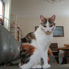 Image pour l'annonce A adopter via association Gaufrette, jolie petite chatte de 18 mois