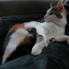 Image pour l'annonce A adopter via association Gaufrette, jolie petite chatte de 18 mois