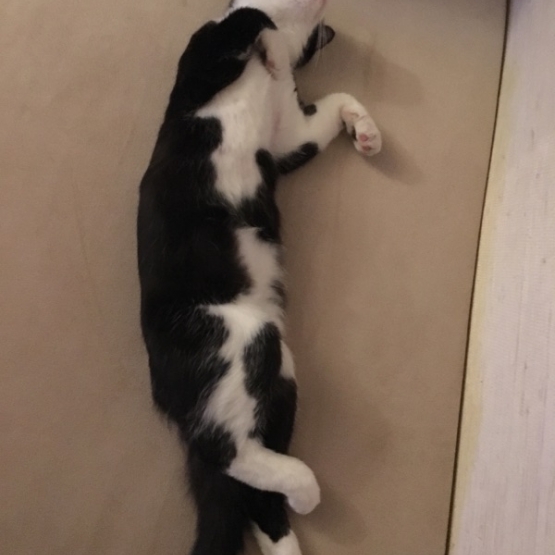 Image pour l'annonce Félix, gentil jeune chat de 10  mois recherchant des adoptants