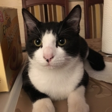 Image pour l'annonce Félix, gentil jeune chat de 10  mois recherchant des adoptants