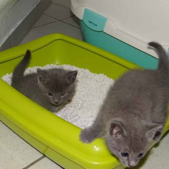 Image pour l'annonce 2 chatons  gris  de 3 mois à donner