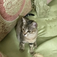 Image pour l'annonce A adopter Gigi, jolie petite chatonne de 5 mois