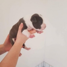 Image pour l'annonce à vendre 6 chiots Staffordshire terrier américain née