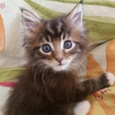 Image pour l'annonce Chatons Maine Coon LOOF