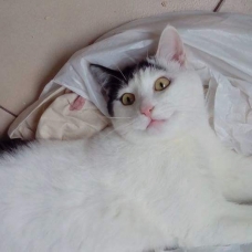 Image pour l'annonce A adopter via association Milo, adorable jeune chat de 9 mois