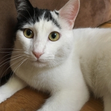 Image pour l'annonce A adopter via association Milo, adorable jeune chat de 9 mois