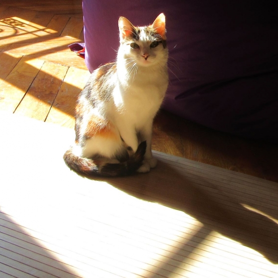 Image pour l'annonce A adopter via association Gaufrette, jolie minette trois couleurs ok autres chats