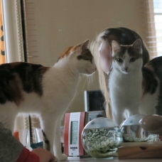 Image pour l'annonce A adopter via association Gaufrette, jolie minette trois couleurs ok autres chats