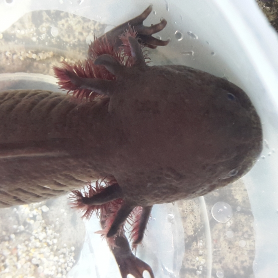 Image pour l'annonce Axolotl Mélanique marron