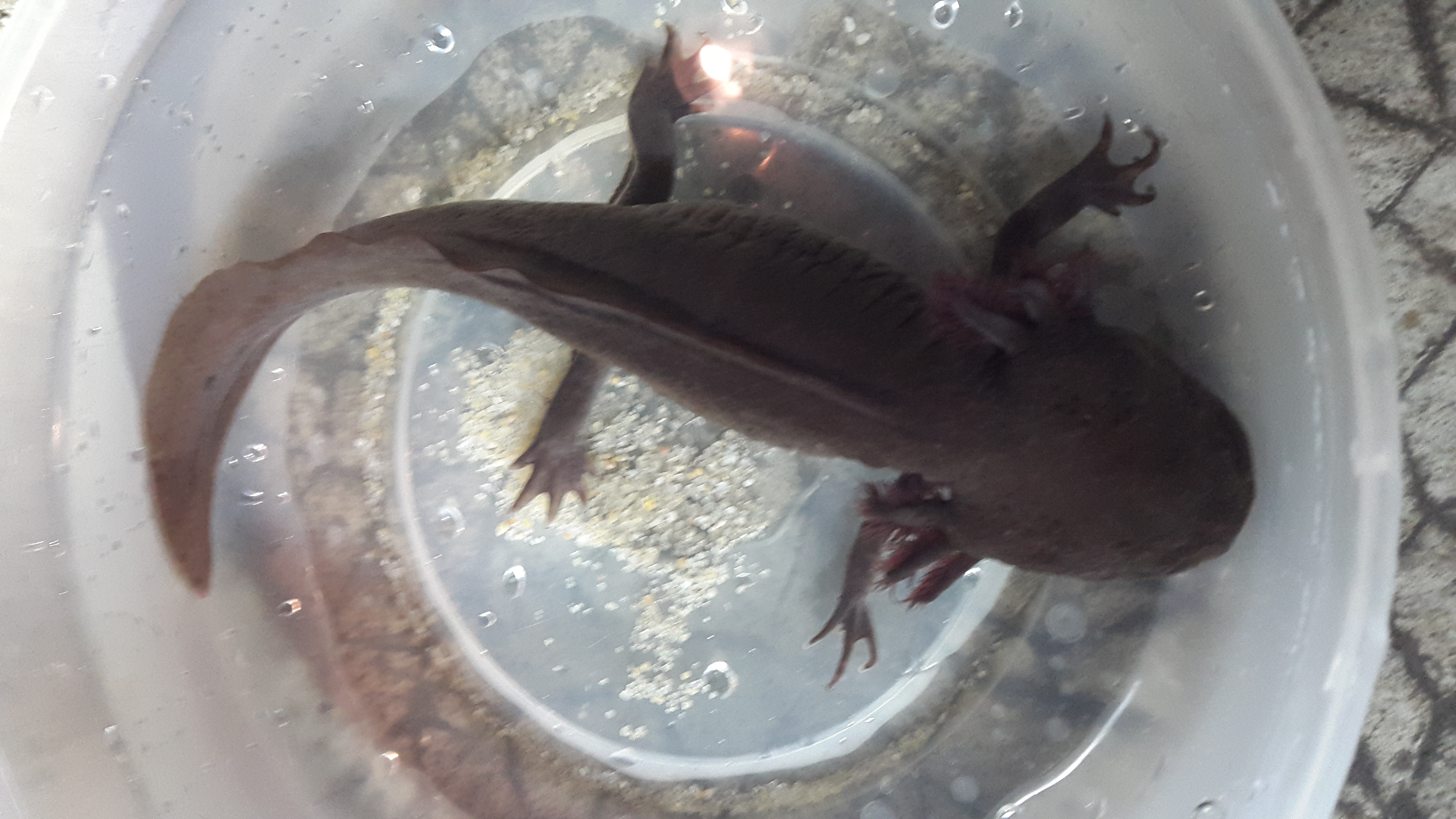 Axolotl Mélanique marron Loiret (45) sur