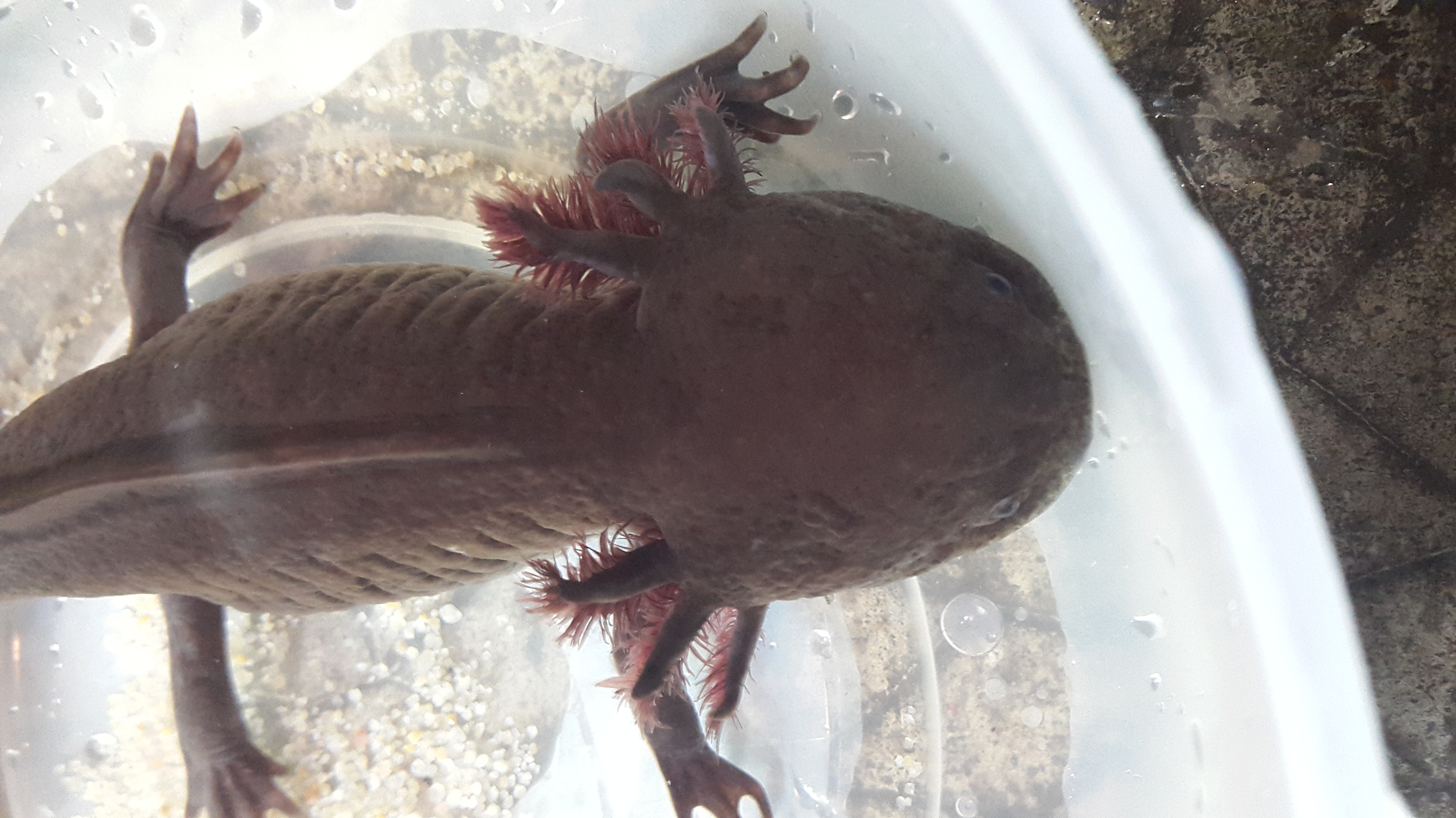 Axolotl Mélanique marron Loiret (45) sur