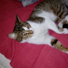 Image pour l'annonce A adopter via association Lucky, adorable chaton de 4,5 mois