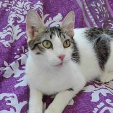 Image pour l'annonce A adopter via association Milane, jolie jeune chatte de 9 mois ok chats et chiens