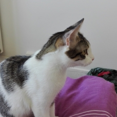 Image pour l'annonce A adopter via association Milane, jolie jeune chatte de 9 mois ok chats et chiens