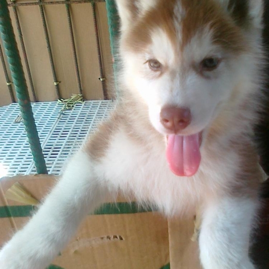 Image pour l'annonce A adopter 1 chiots type Husky