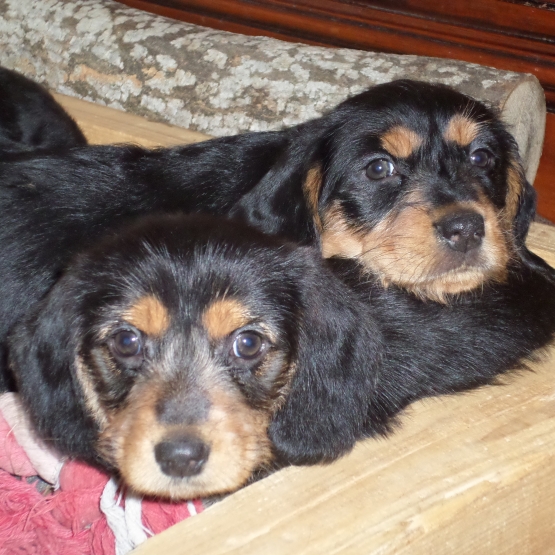 Image pour l'annonce 2 petites chiennes croisées
