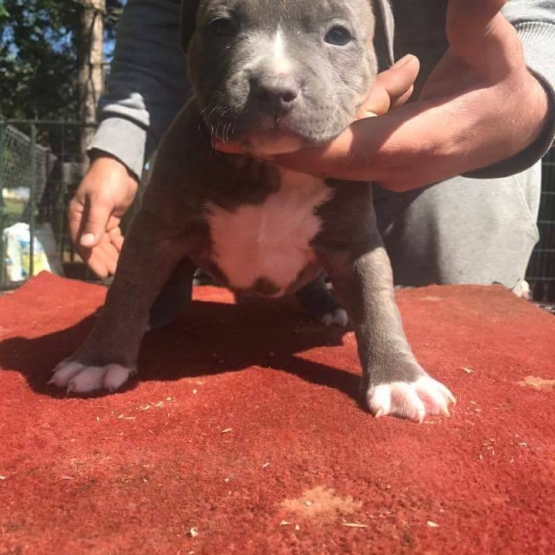 Image pour l'annonce A reserver American Bully ABKC