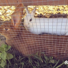 Image pour l'annonce Deux lapines adorables