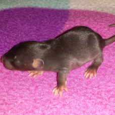 Image pour l'annonce Bebe rats adoptions