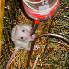 Image pour l'annonce Donne bébés Rats