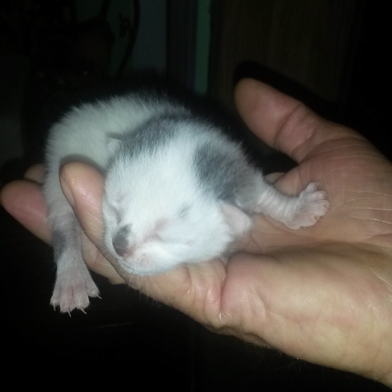 Image pour l'annonce Donne 1 chaton blanc et gris née le 16/05/2017