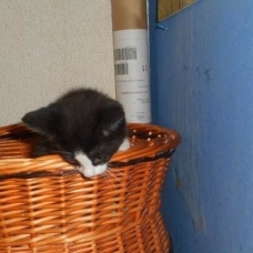 Image pour l'annonce Nakao : chaton déjà adopté