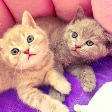 Image pour l'annonce Magnifiques chatons scottish