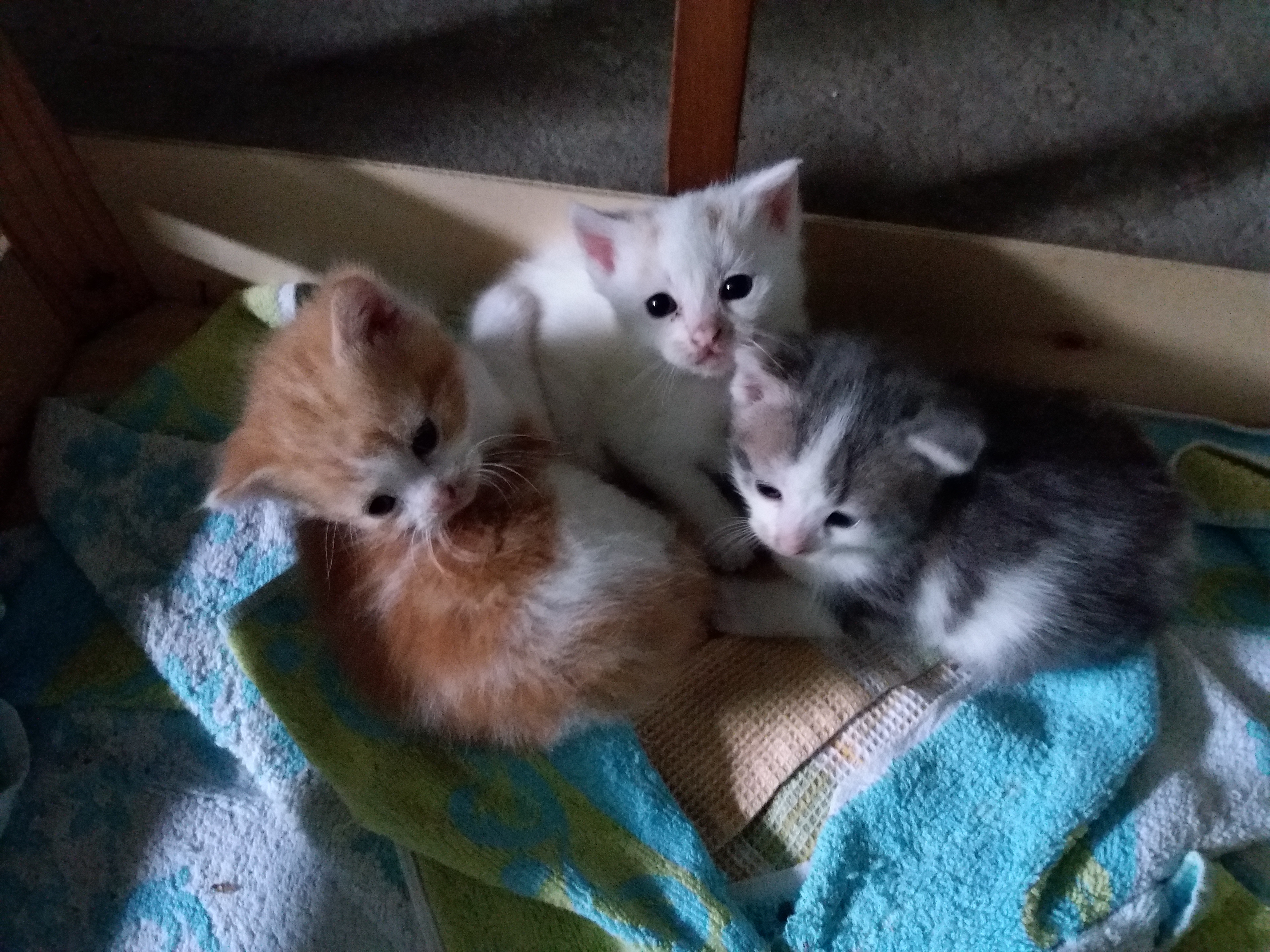 3 Chatons à donner Sarthe (72) GRATUIT sur