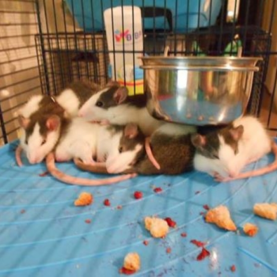 Image pour l'annonce Donne 4 bébés rats mâles
