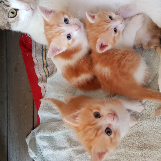 Image pour l'annonce Donne chatons mâles roux