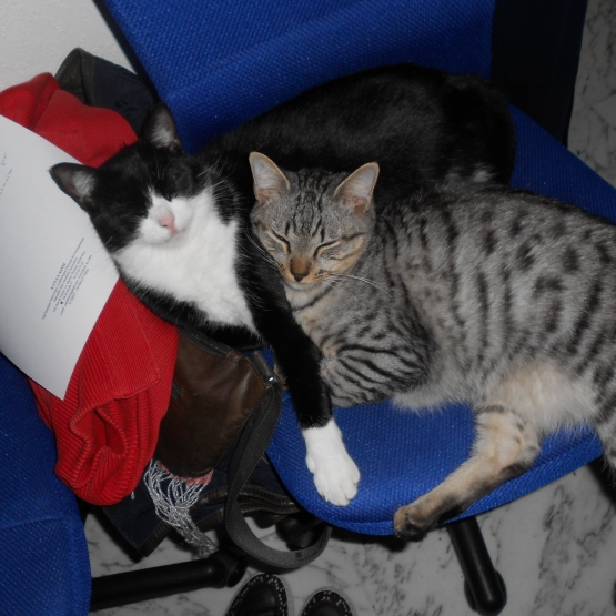 Image pour l'annonce Donne une chate et un chat
