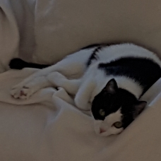 Image pour l'annonce Donne chatte noire et blanche