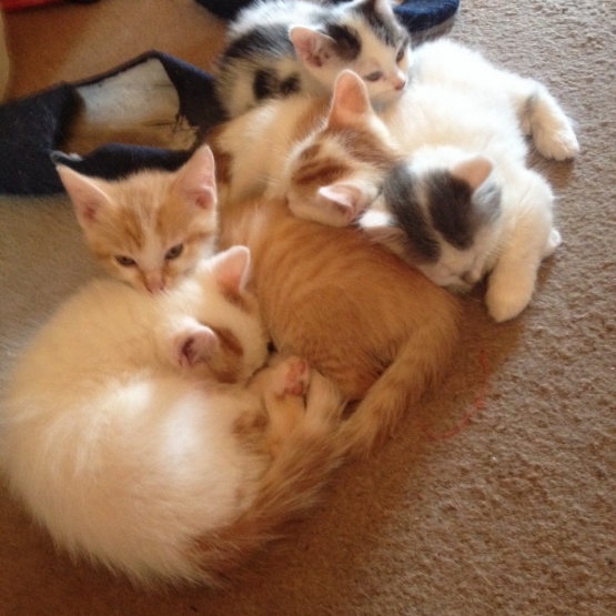 Image pour l'annonce Adorables chatons cherchent une famille (à donner)
