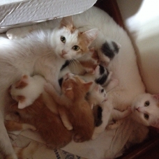 Image pour l'annonce Adorables chatons cherchent une famille (à donner)