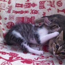 Image pour l'annonce donne chatons mâle et femelle gris et blancs