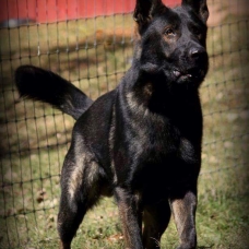 Image pour l'annonce Elevage Bergers Belge Malinois
