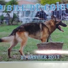Image pour l'annonce Elevage Bergers Belge Malinois