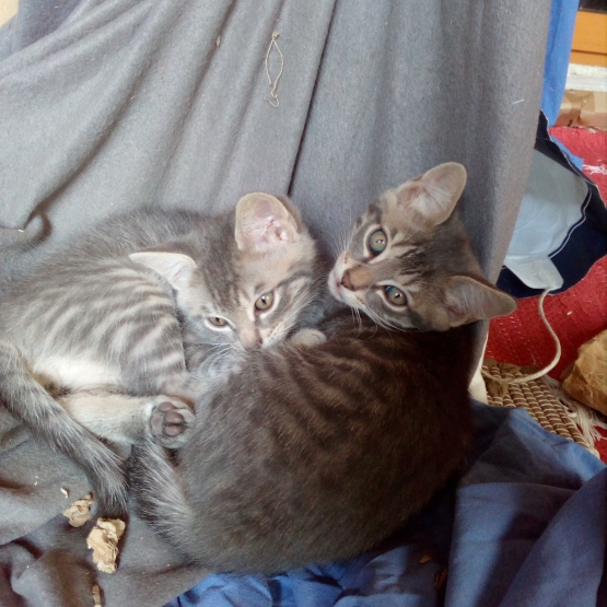 Image pour l'annonce Donne chatons jumeaux inséparables et adorables