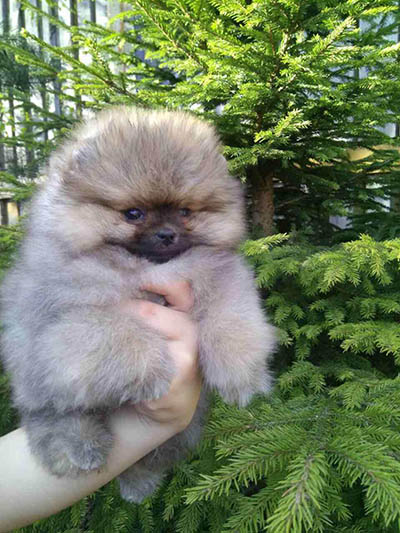Magnifique Spitz Nain Pomeranien Femelle Boo Type Gironde 33 Sur Animoz Net