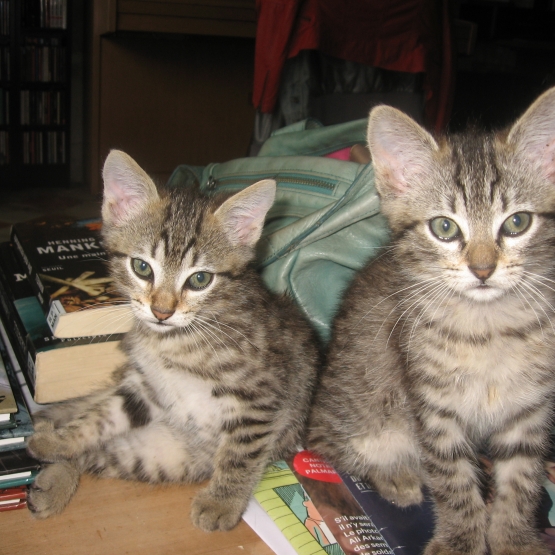 Image pour l'annonce donne 2 chatons tigrés .