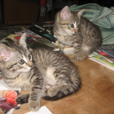 Image pour l'annonce donne 2 chatons tigrés .