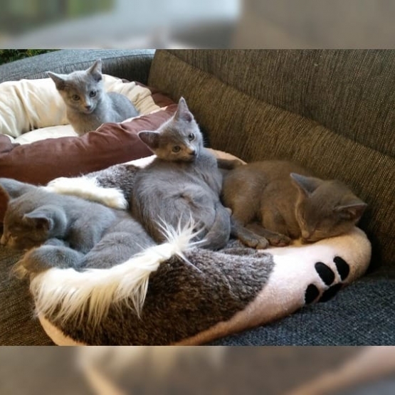 Image pour l'annonce donne 2 chatons gris