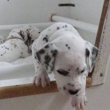 Image pour l'annonce Adoptez votre chiot dalmatien LOF né le 13/05/17 testé PEA